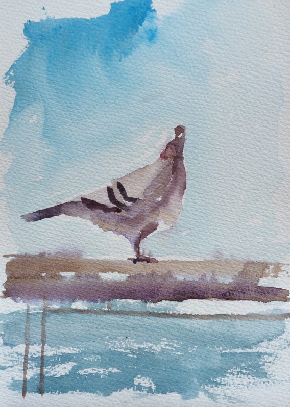 Resting racing pigeon