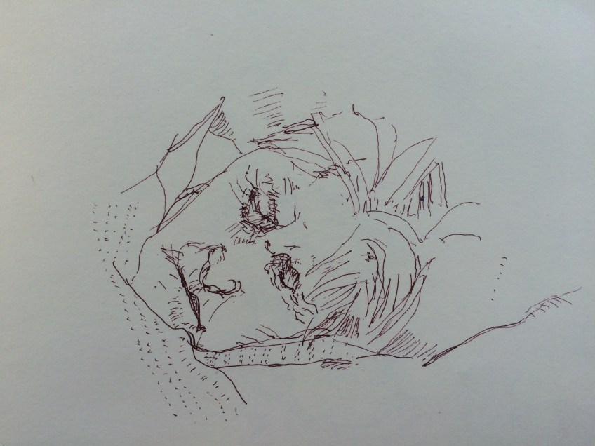Mam Sepia Pen Sketch Sleeping